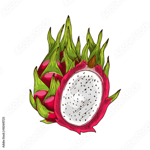 Dragon fruit isolated sketch with pink pitaya