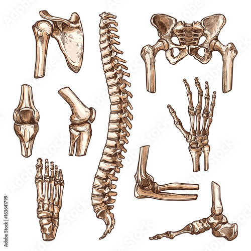 Bone and joint of human skeleton sketch set