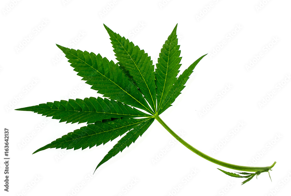 Leaves of hemp on white background Leaves of hemp on white background