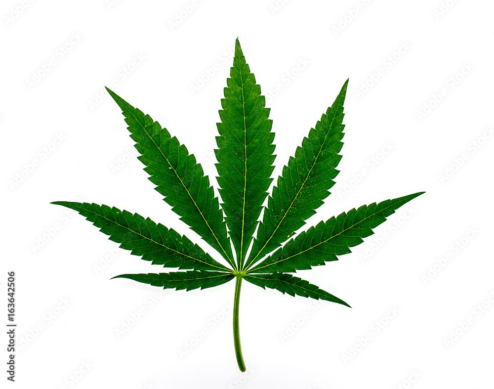 Leaves of hemp on white background