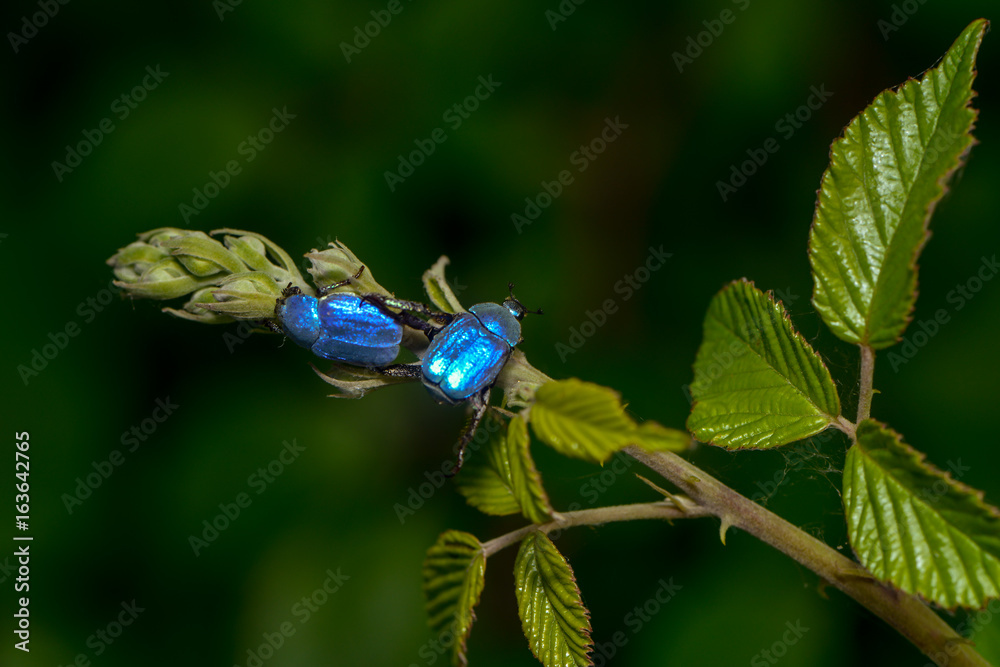 Kleiner Blauer Käfer hoplia coerulea Stock Photo Adobe Stock