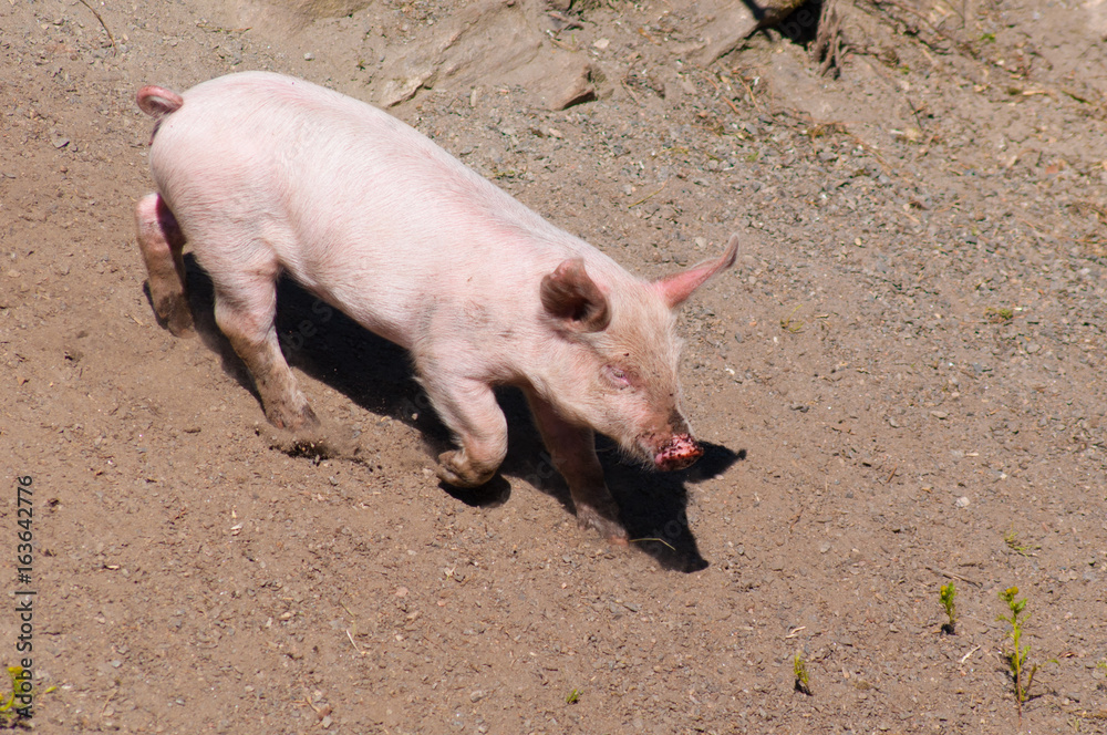 Piglet Piglet