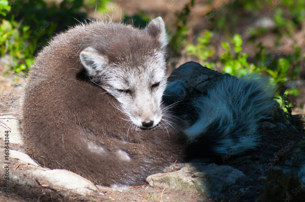 Naklejka premium Arctic fox