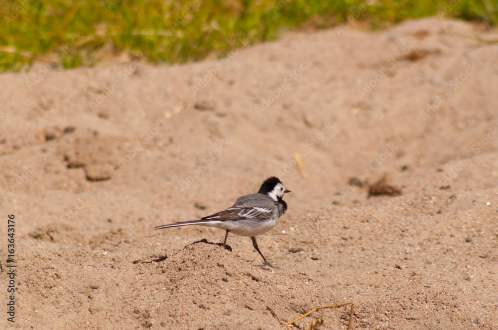 Obraz premium White wagtail