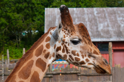 Giraffe in zoo