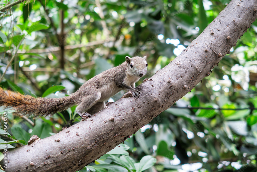Fototapeta premium Squirrels eat a fruit on tree
