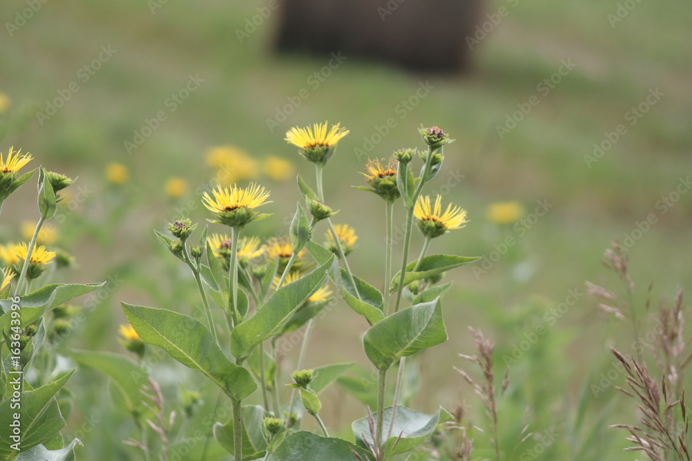 Yellow flowers of medicinal plant Elecampane (Inula helenium) or horse-heal in bloom. Yellow flowers of medicinal plant Elecampane (Inula helenium) or horse-heal in bloom.