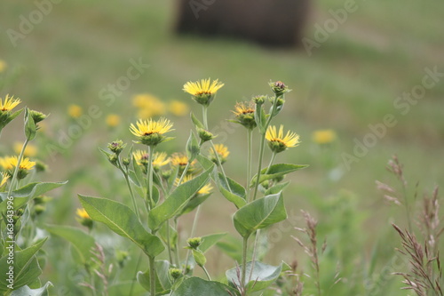 Yellow flowers of medicinal plant Elecampane (Inula helenium) or horse-heal in bloom. 