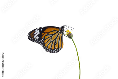 Butterfly isolated on white background (Common Tiger) © chamnan phanthong