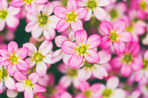 Extreme closeup of group of tiny pink flowers.