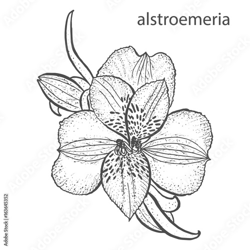 Alstroemeria flower in hand drawn style isolated on white background