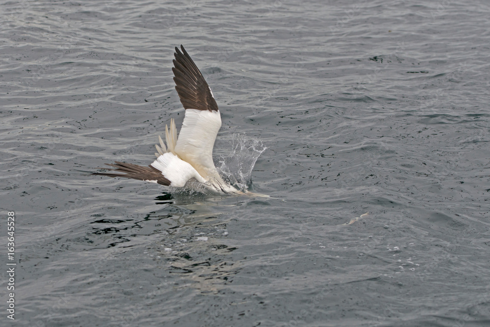 Gannet, Morus bassanus, diving for fish