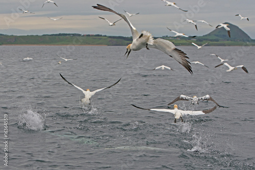 Gannets, Morus bassanus, diving for fish