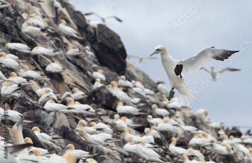 Gannet, Morus bassanus, landing on gannet covered rock face © Karen Miller