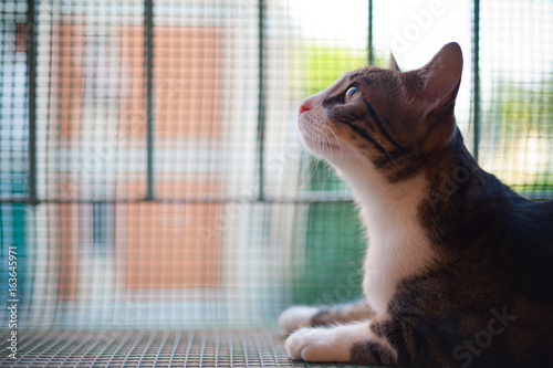 Big Eyes Cat Portrait Profile on plastic net closed terrace in a sunny day, Protection network falling