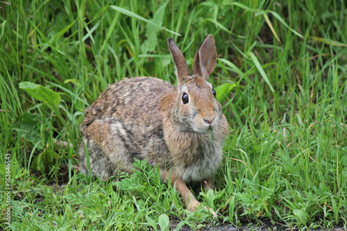Eastern Cottontail rabbit (Sylvilagus floridanus) in the lush grass beside an old country road.        © akhug
