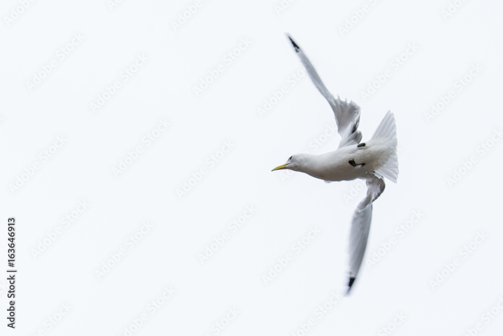 Obraz premium Kittiwake, Rissa tridactyla, in flight