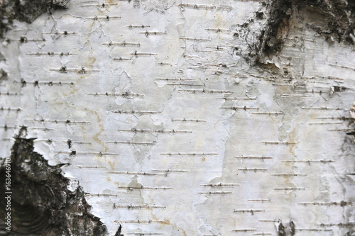 Birch bark with beautiful texture for black and white background