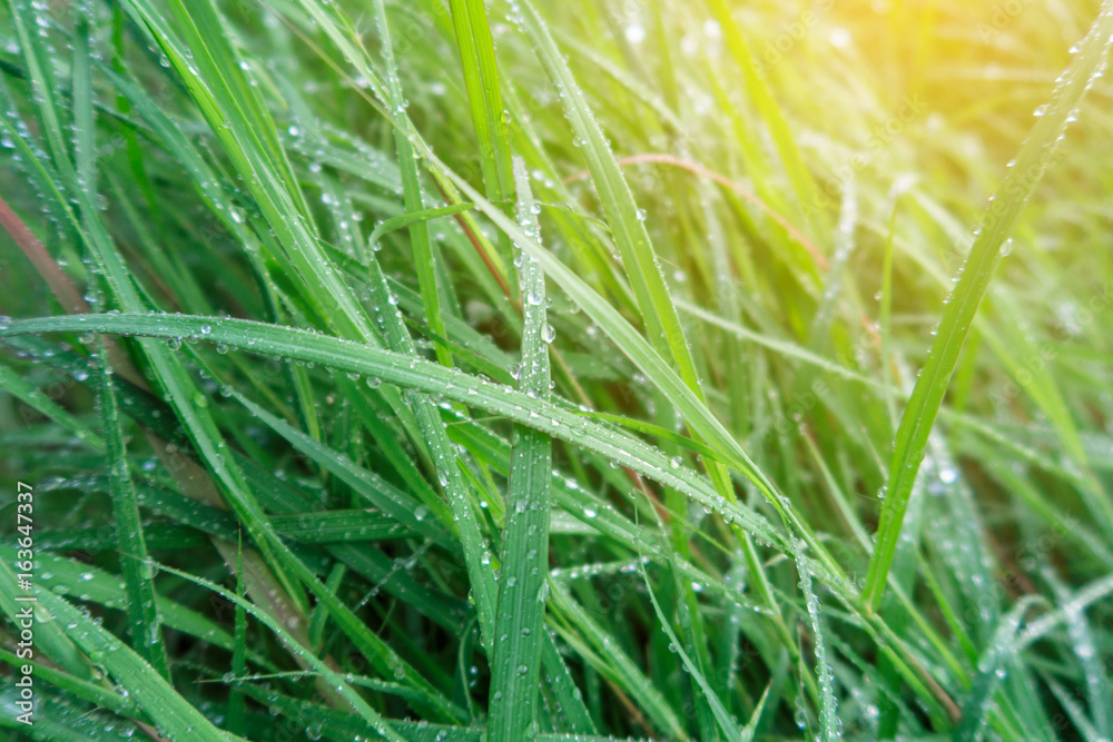 Obraz premium The flower of the grass, rain drop Background