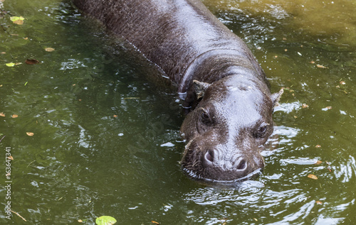 Pygmy hippopotamus swimming