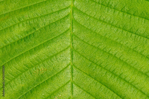 Texture of a leaf from a tree