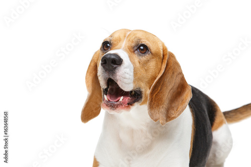 beautiful beagle dog isolated on white © svetography