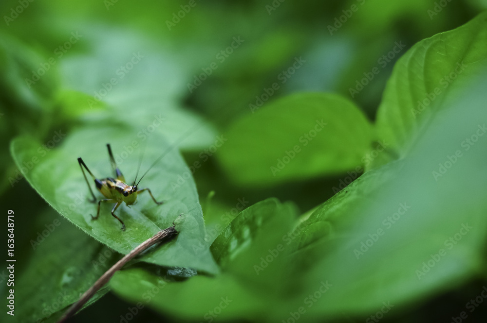 Isolated Cricket On Green Leaf Isolated Cricket On Green Leaf