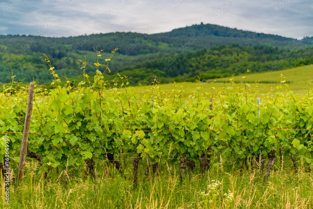 Leafy green trellised vines in a winery