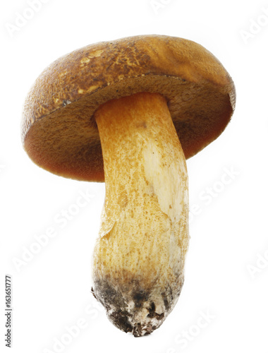 boletus isolated photo