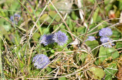 Globularia photo