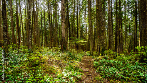 Trees in the temperate rain forest of Rolley Lake Provincial Park near the town of Mission in British Columbia, Canada