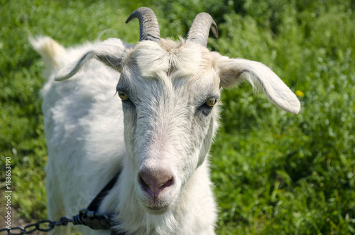 White dairy breed goat on green grass background. Farm concept.