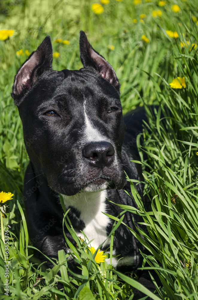 Beautiful young black Staffordshire terrier dog close up. Six month old dog on green grass background. Beautiful young black Staffordshire terrier dog close up. Six month old dog on green grass background.