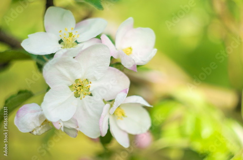 Spring blossom background. Cherry spring flower petals. Blooming garden in spring. © Maryna