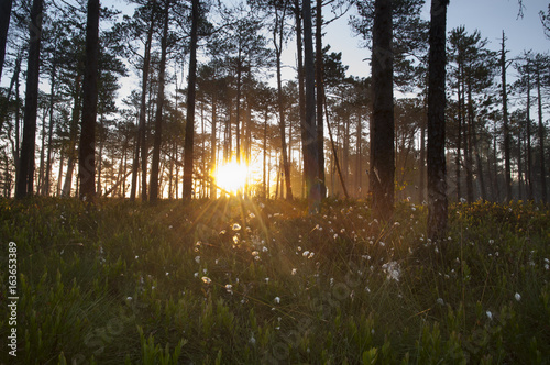 Sunrise Bog photo