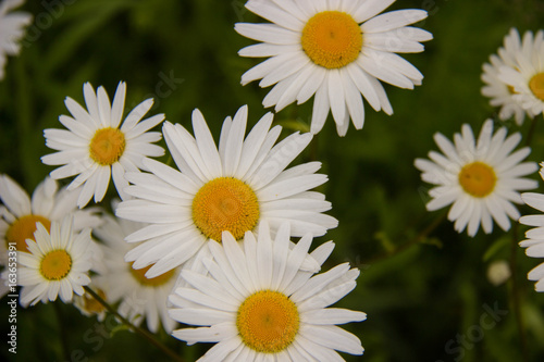 chamomile