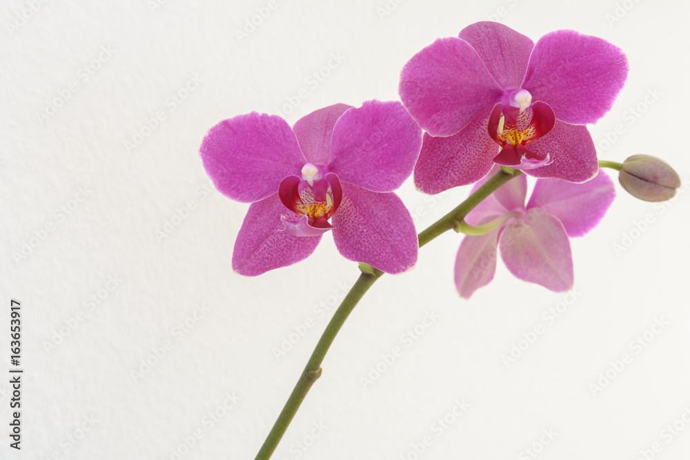 Grußkarte - Orchidee auf weissem Hintergrund mit textfreiraum Grußkarte - Orchidee auf weissem Hintergrund mit textfreiraum