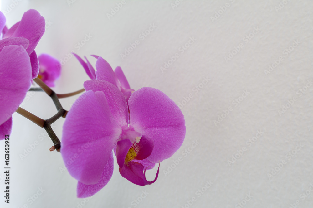 Grußkarte - Orchidee isoliert auf weissem Hintergrund mit textfreiraum Grußkarte - Orchidee isoliert auf weissem Hintergrund mit textfreiraum