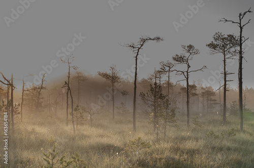 Sunrise Golden Bog  photo