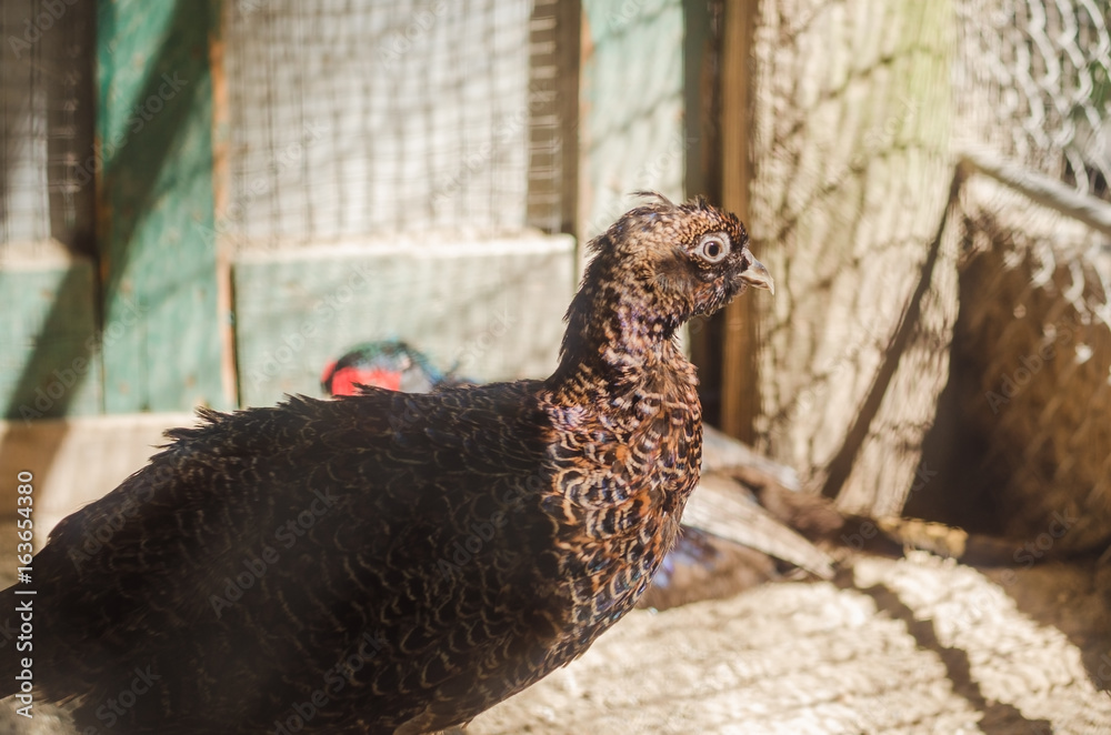 Fototapeta premium Pheasant in a cage at the zoo