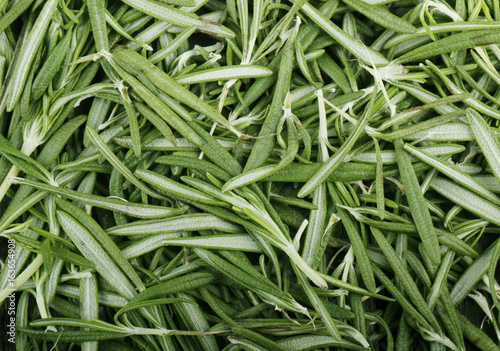 rosemary background