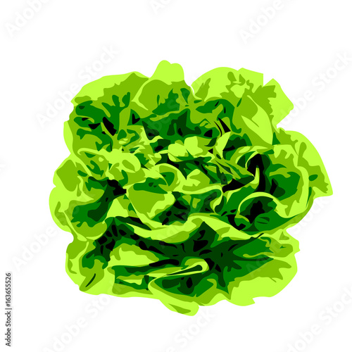 Bunch of lettuce greens on a white background 