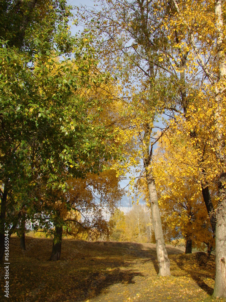 Fototapeta premium autumn in russia