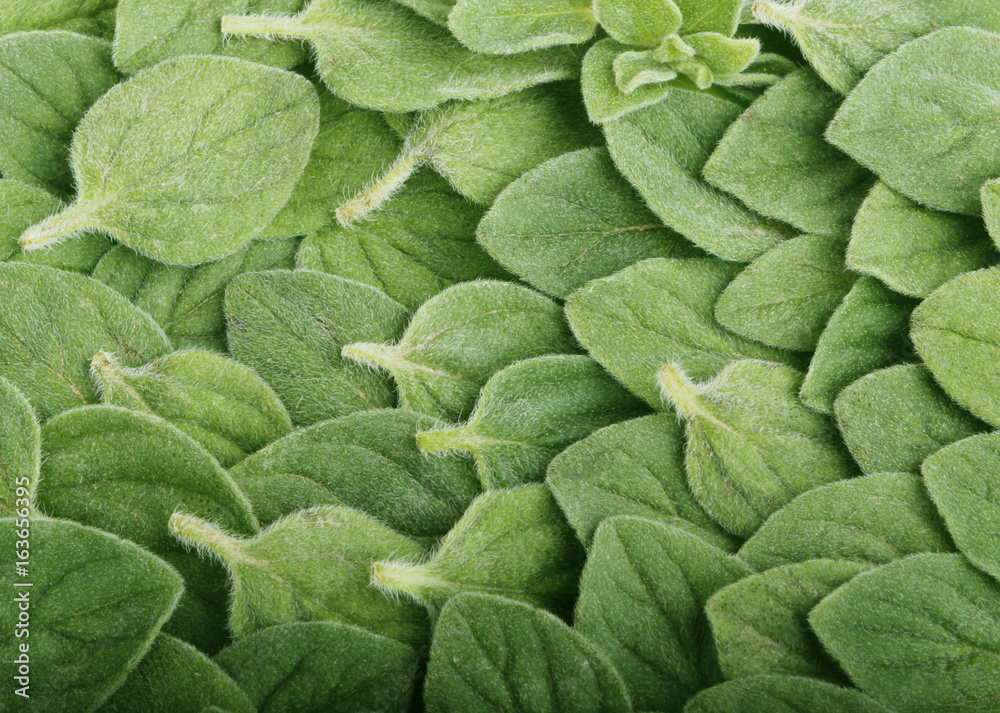 Fototapeta premium oregano background
