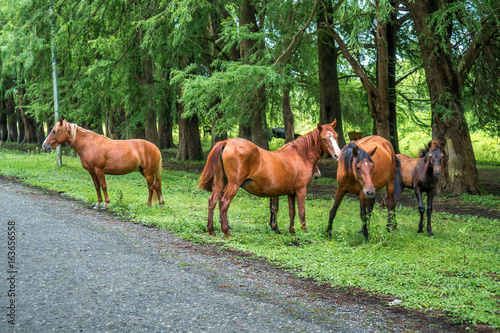 Horses on the road near the forest © k_samurkas