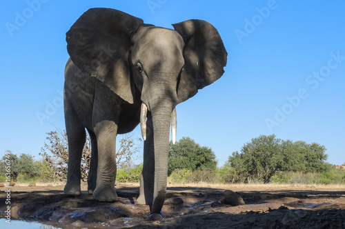 Elefant © Robert Styppa