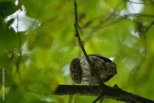 sóweczka photo