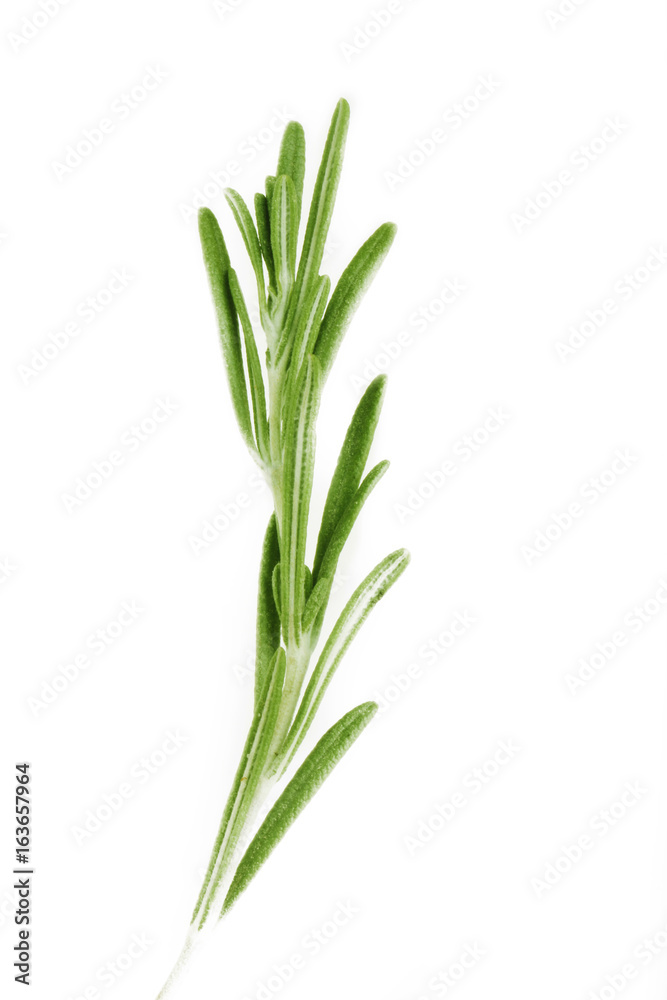 rosemary isolated rosemary isolated