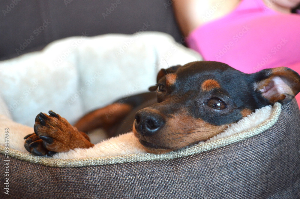 German dog breed - Miniature dwarf pinscher dog pet German dog breed - Miniature dwarf pinscher dog pet