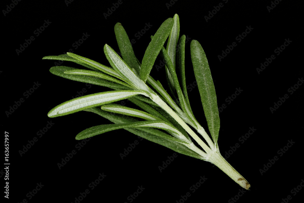 rosemary isolated on black